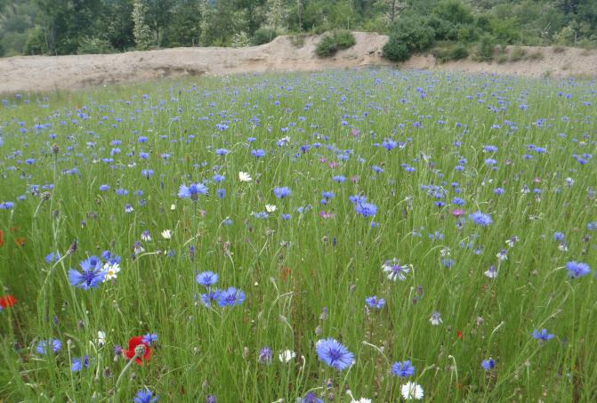 Carrière de Barraux