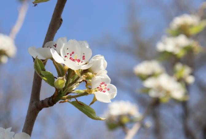 Verger de Montalieu-Vercieu